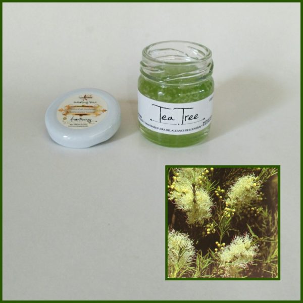 Árbol de Té 35 grs - Top Alimentos en Oferta – Envío Gratis por Tiempo Reducido
