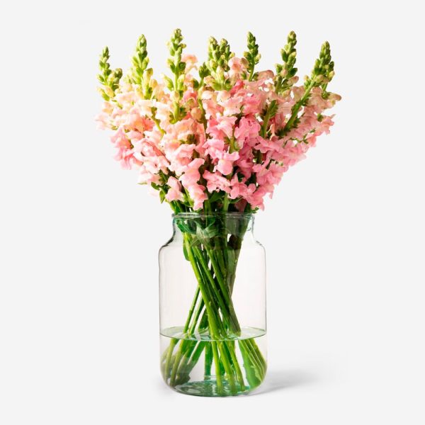 Antirrhinum rosado - Gran selección de alimentos en oferta – Envío gratis en pedidos superiores a 35€