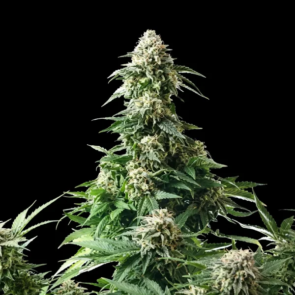 Amnesia – 420 Seeds - Animalia-Pro | Cuidado profesional para tu mascota – Envío gratis desde 40€