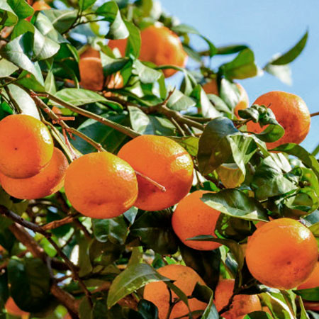 Arbol de Clementina - Top Alimentos en Oferta – Envío Gratis por Tiempo Reducido