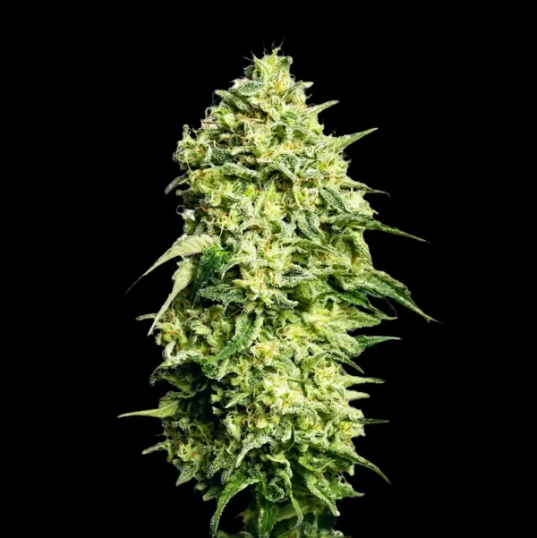 Amnesia Auto – 420 Seeds - Animalia-Pro | Cuidado profesional para tu mascota – Envío gratis desde 40€