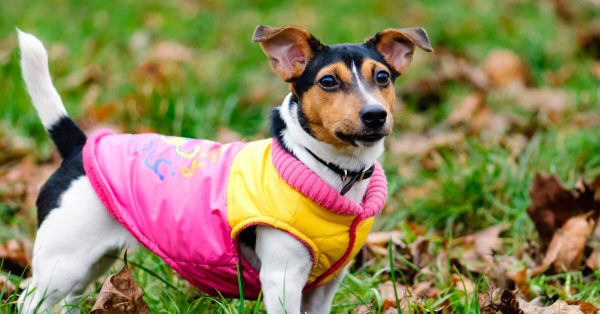 Fardo de ropa de perro mascota Primera 20 Kg - Deporte y Outdoor al Mejor Precio del Mercado