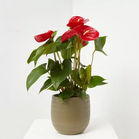 Anturio en maceta pequeña (Anthurium andreanum) - Top Alimentos en Oferta – Envío Gratis por Tiempo Reducido Anturio en maceta pequeña (Anthurium andreanum) - Top Alimentos en Oferta – Envío Gratis por Tiempo Reducido