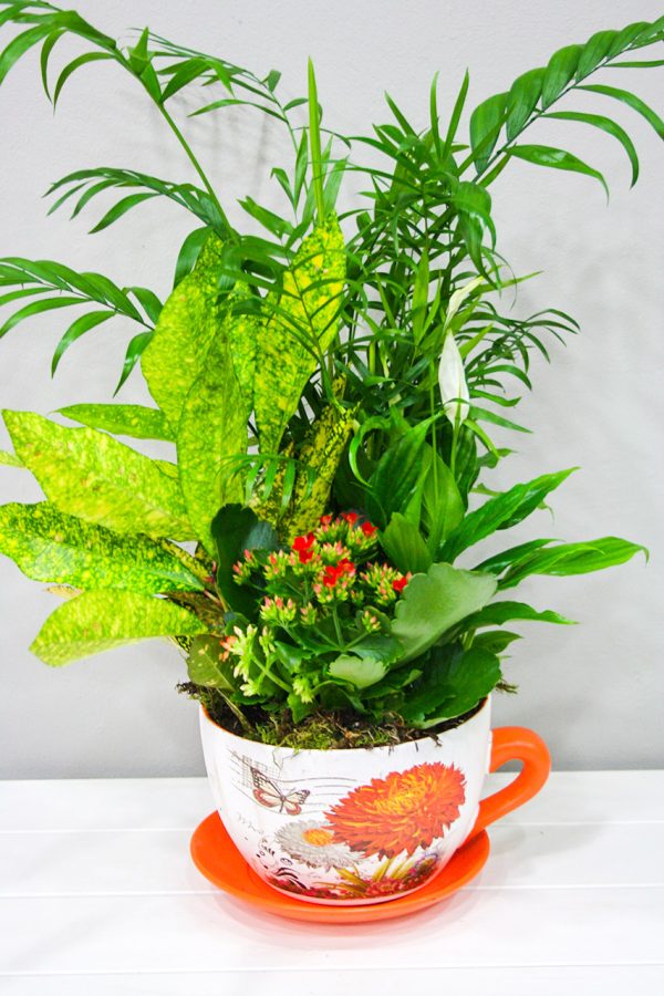 Taza Pequeña – Composición en cerámica - Productos Alimentarios Cuidadosamente Elegidos – Envío Gratuito 35€+
