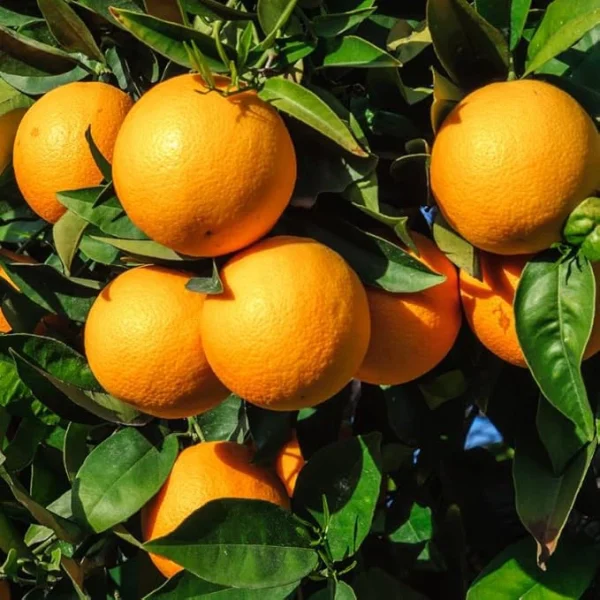 Arbol de Naranja Thompson - Top Alimentos en Oferta – Envío Gratis por Tiempo Reducido